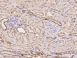 Invitrogen MRPS22 Polyclonal Antibody 100 &mu;L; Unconjugated:Antibodies,