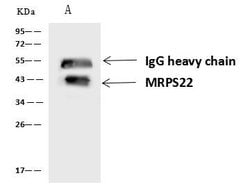 Invitrogen MRPS22 Polyclonal Antibody 100 &mu;L; Unconjugated:Antibodies,