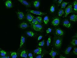 Invitrogen MRPS5 Polyclonal Antibody 100 &mu;L; Unconjugated:Antibodies,