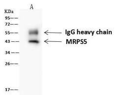 Invitrogen MRPS5 Polyclonal Antibody 100 &mu;L; Unconjugated:Antibodies,