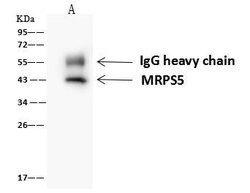 Invitrogen MRPS5 Polyclonal Antibody 100 &mu;L; Unconjugated:Antibodies,