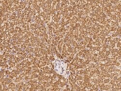 Invitrogen MTHFS Polyclonal Antibody 100 &mu;L; Unconjugated:Antibodies,