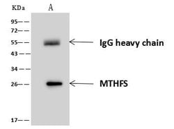 Invitrogen MTHFS Polyclonal Antibody 100 &mu;L; Unconjugated:Antibodies,