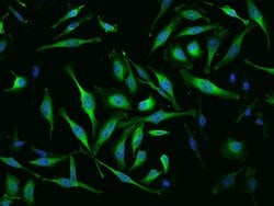 Invitrogen MTRR Polyclonal Antibody 100 &mu;L; Unconjugated:Antibodies,
