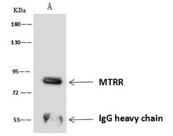 Invitrogen MTRR Polyclonal Antibody 100 &mu;L; Unconjugated:Antibodies,