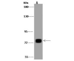 Invitrogen MTRR Polyclonal Antibody 100 &mu;L; Unconjugated:Antibodies,