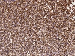 Invitrogen NARS2 Polyclonal Antibody 100 &mu;L; Unconjugated:Antibodies,