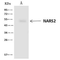 Invitrogen NARS2 Polyclonal Antibody 100 &mu;L; Unconjugated:Antibodies,