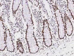 Invitrogen NASP Polyclonal Antibody 100 &mu;L | Buy Online | Invitrogen&trade; | Fisher Scientific