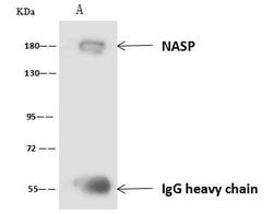 Invitrogen NASP Polyclonal Antibody 100 &mu;L | Buy Online | Invitrogen&trade; | Fisher Scientific