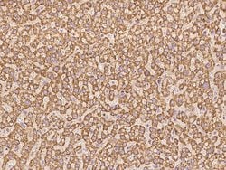 Invitrogen NDUFA5 Polyclonal Antibody 100 &mu;L; Unconjugated:Antibodies,