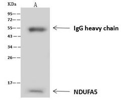 Invitrogen NDUFA5 Polyclonal Antibody 100 &mu;L; Unconjugated:Antibodies,