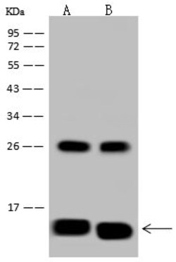 Invitrogen NDUFA5 Polyclonal Antibody 100 &mu;L; Unconjugated:Antibodies,