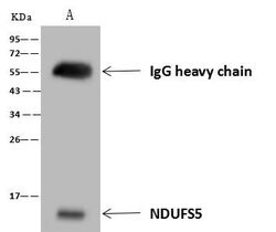 Invitrogen NDUFS5 Polyclonal Antibody 100 &mu;L; Unconjugated:Antibodies,