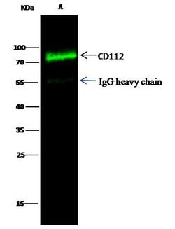 Invitrogen Nectin 2 Polyclonal Antibody 100 &mu;L; Unconjugated:Antibodies,