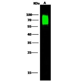 Invitrogen™ Nectin 2 Polyclonal Antibody
