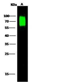Invitrogen Nectin 2 Polyclonal Antibody 100 &mu;L; Unconjugated:Antibodies,