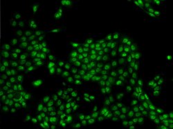 Invitrogen COBRA1 Polyclonal Antibody 100 &mu;L; Unconjugated:Antibodies,