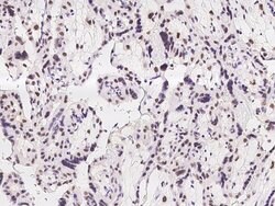 Invitrogen COBRA1 Polyclonal Antibody 100 &mu;L; Unconjugated:Antibodies,