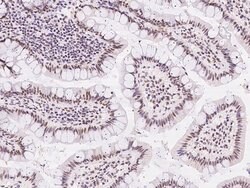 Invitrogen COBRA1 Polyclonal Antibody 100 &mu;L; Unconjugated:Antibodies,