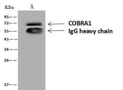 Invitrogen COBRA1 Polyclonal Antibody 100 &mu;L; Unconjugated:Antibodies,