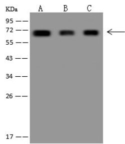 Invitrogen COBRA1 Polyclonal Antibody 100 &mu;L; Unconjugated:Antibodies,
