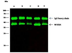 Invitrogen IkB alpha Polyclonal Antibody 100 μL; Unconjugated:Antibodies,