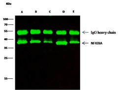 Invitrogen IkB alpha Polyclonal Antibody 100 μL; Unconjugated:Antibodies,