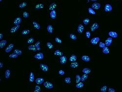 Invitrogen NIFK Polyclonal Antibody 100 &mu;L; Unconjugated:Antibodies,