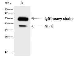 Invitrogen NIFK Polyclonal Antibody 100 &mu;L; Unconjugated:Antibodies,