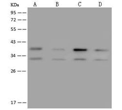Invitrogen NIFK Polyclonal Antibody 100 &mu;L; Unconjugated:Antibodies,