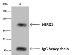 Invitrogen NLRX1 Polyclonal Antibody 100 &mu;L | Buy Online | Invitrogen&trade; | Fisher Scientific