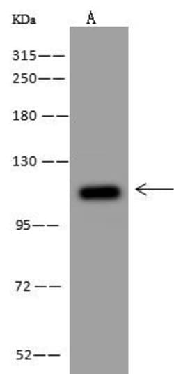Invitrogen NLRX1 Polyclonal Antibody 100 &mu;L | Buy Online | Invitrogen&trade; | Fisher Scientific