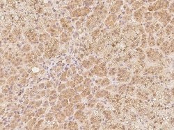 Invitrogen NTMT1 Polyclonal Antibody 100 μL; Unconjugated:Antibodies,