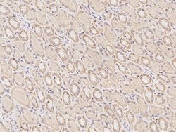 Invitrogen NTMT1 Polyclonal Antibody 100 μL; Unconjugated:Antibodies,