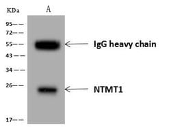 Invitrogen NTMT1 Polyclonal Antibody 100 μL; Unconjugated:Antibodies,