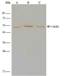 Invitrogen NUF2 Polyclonal Antibody 100 μL; Unconjugated:Antibodies,