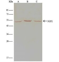 Invitrogen NUF2 Polyclonal Antibody 100 μL; Unconjugated:Antibodies,