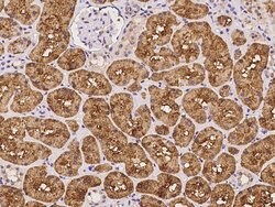 Invitrogen OTUB1 Polyclonal Antibody 100 &mu;L; Unconjugated:Antibodies,