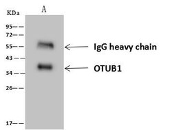 Invitrogen OTUB1 Polyclonal Antibody 100 &mu;L; Unconjugated:Antibodies,