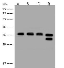 Invitrogen OTUB1 Polyclonal Antibody 100 &mu;L; Unconjugated:Antibodies,