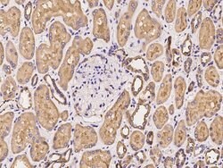 Invitrogen PACSIN2 Polyclonal Antibody 100 &mu;L; Unconjugated:Antibodies,