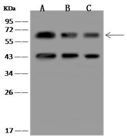 Invitrogen PACSIN2 Polyclonal Antibody 100 &mu;L; Unconjugated:Antibodies,