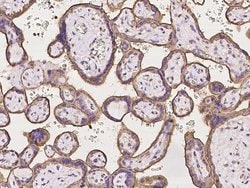 Invitrogen PACSIN3 Polyclonal Antibody 100 &mu;L; Unconjugated:Antibodies,