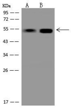 Invitrogen PACSIN3 Polyclonal Antibody 100 &mu;L; Unconjugated:Antibodies,