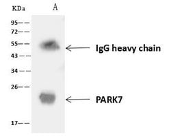 Invitrogen PARK7 Polyclonal Antibody 100 &mu;L; Unconjugated:Antibodies,