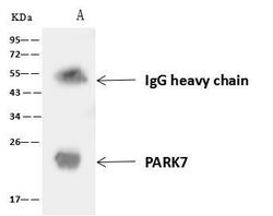 Invitrogen PARK7 Polyclonal Antibody 100 &mu;L; Unconjugated:Antibodies,