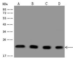 Invitrogen PARK7 Polyclonal Antibody 100 &mu;L; Unconjugated:Antibodies,