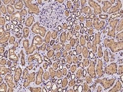 Invitrogen Alix Polyclonal Antibody 100 &mu;L; Unconjugated:Antibodies,