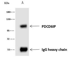 Invitrogen Alix Polyclonal Antibody 100 &mu;L; Unconjugated:Antibodies,